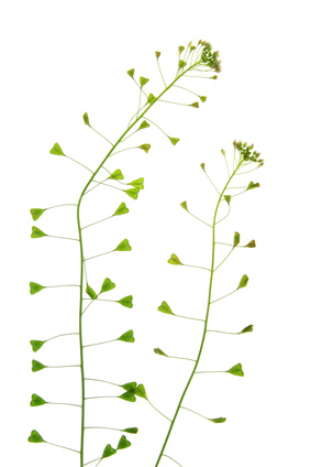 Gewöhnliches Hirtentäschel (Capsella bursa-pastoris)